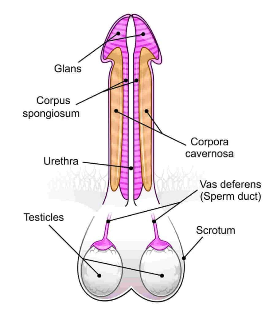 A diagram of the anatomy of a penis